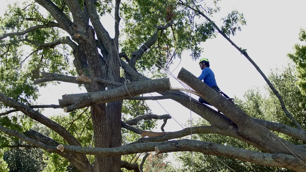 Professional Crown Thinning performed by certified arborists in Merrill